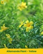 Allamanda Plant - Yellow