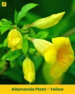 Allamanda Plant - Yellow