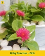 Baby Sunrose Plant - Pink