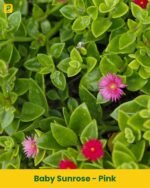 Baby Sunrose Plant - Pink