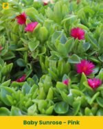 Baby Sunrose Plant - Pink