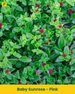 Baby Sunrose Plant - Pink