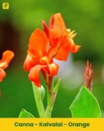Kalvalai Plant - OrangeYellow