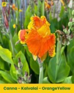 Kalvalai Plant - OrangeYellow
