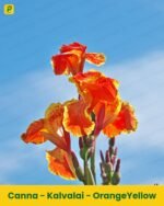 Kalvalai Plant - OrangeYellow