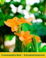 Kanakambaram Plant - Yellow