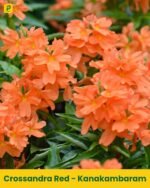 Kanakambaram Plant - Orange