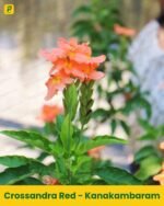 Kanakambaram Plant - Orange