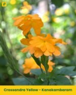 Kanakambaram Plant - Yellow