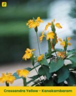 Kanakambaram Plant - Yellow