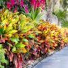 Croton Plants