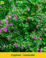 Cuphea Plant - Lavender