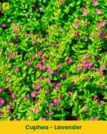Cuphea Plant - Lavender