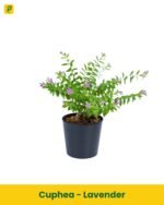 Cuphea Plant - Lavender