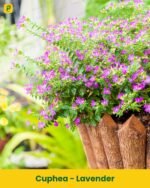 Cuphea Plant - Lavender