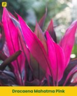 Dracaena Mahatma Pink Plant
