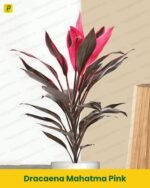 Dracaena Mahatma Pink Plant