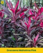 Dracaena Mahatma Pink Plant