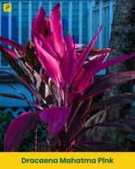 Dracaena Mahatma Pink Plant