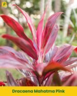 Dracaena Mahatma Pink Plant
