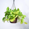 Hanging Plants