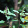 Herbal Plants