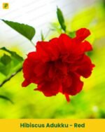 Hibiscus Plant - Red Adukku