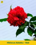 Hibiscus Plant - Red Adukku