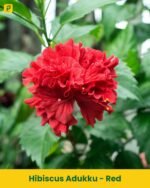 Hibiscus Plant - Red Adukku