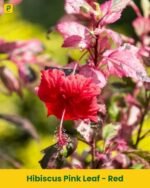 Hibiscus Plant - Red (Pink Leaf)