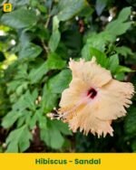 Hibiscus Plant - Sandal