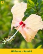 Hibiscus Plant - Sandal