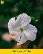 Hibiscus Plant - White