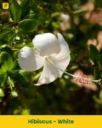 Hibiscus Plant - White