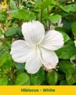 Hibiscus Plant - White