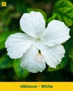 Hibiscus Plant - White