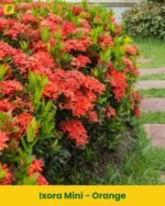 Ixora Mini Plant - Red