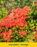 Ixora Mini Plant - Red