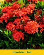 Ixora Mini Plant - Red