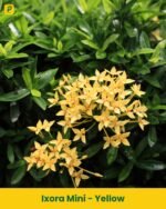 Ixora Mini Plant - Yellow