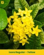 Ixora Plant Regular - Yellow