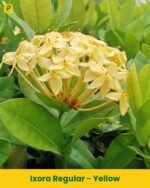 Ixora Mini Plant - Yellow