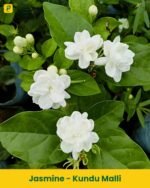 Kundu Malli Plant - Jasmine