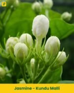 Kundu Malli Plant - Jasmine