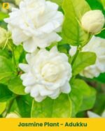 Adukku Malli Plant - Jasmine