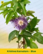 Krishna Kamalam Plant - Blue