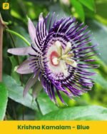 Krishna Kamalam Plant - Blue