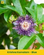 Krishna Kamalam Plant - Blue