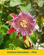 Krishna Kamalam Plant - Pink