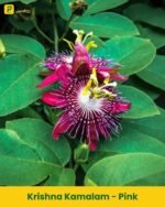 Krishna Kamalam Plant - Pink